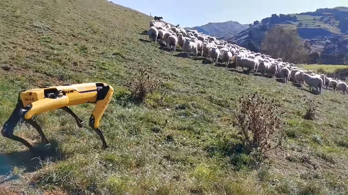 Shepherd-Spot