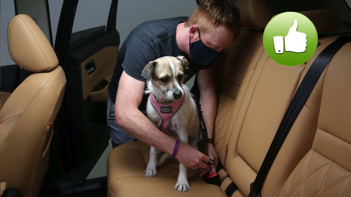 dogs_incar