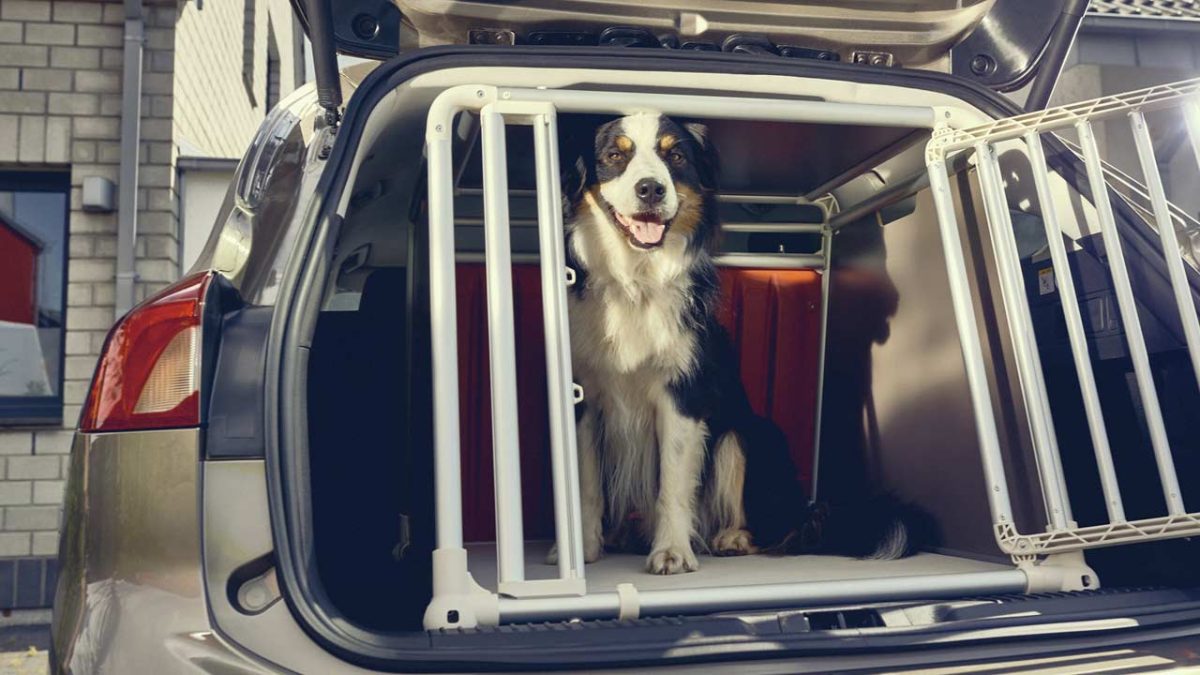 ford_dog