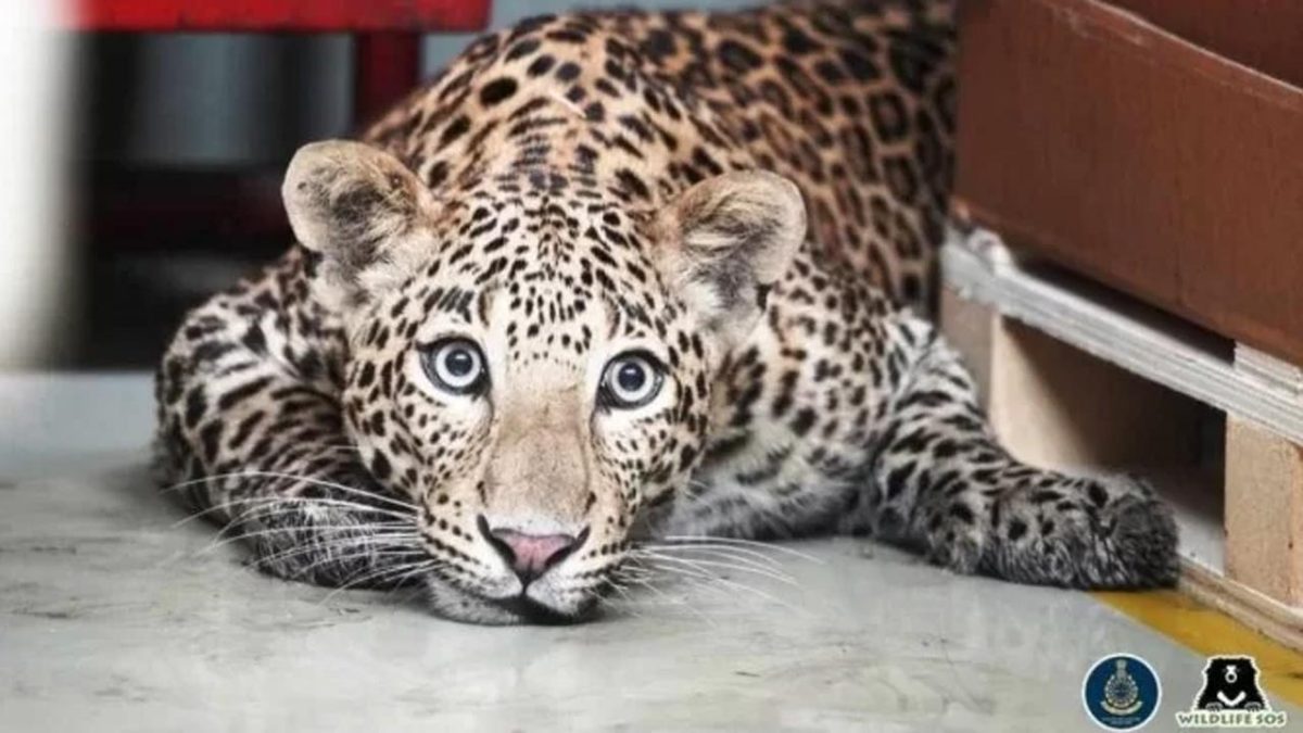 leopard_merc